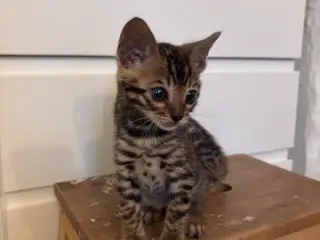 Fine Bengal killinger i forskellige farver 