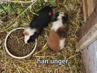 Marsvin unger og voksne sælges