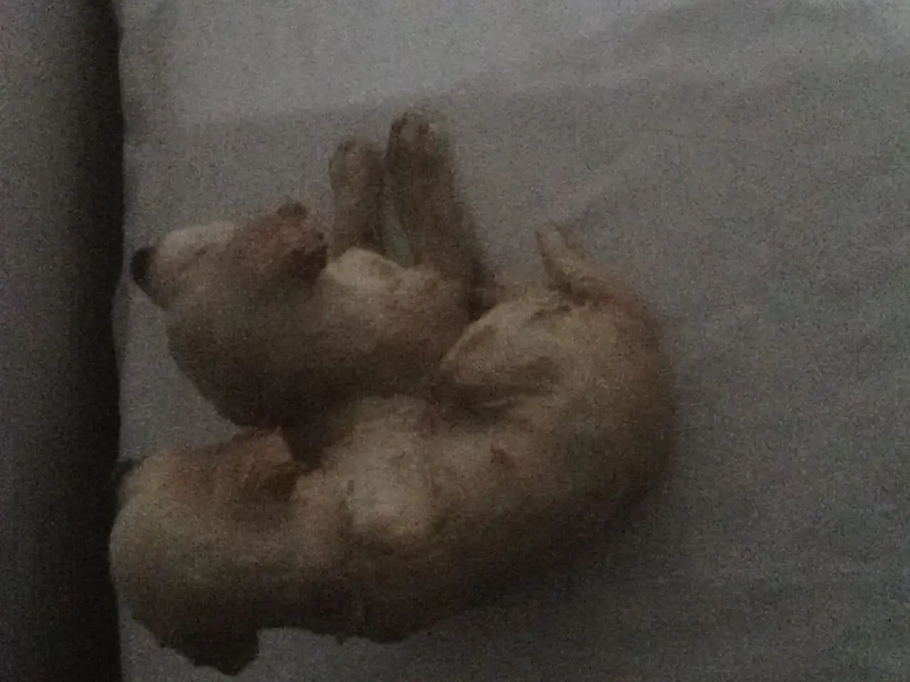 Billede 2 - Søde hundehvalpe i porcelæn