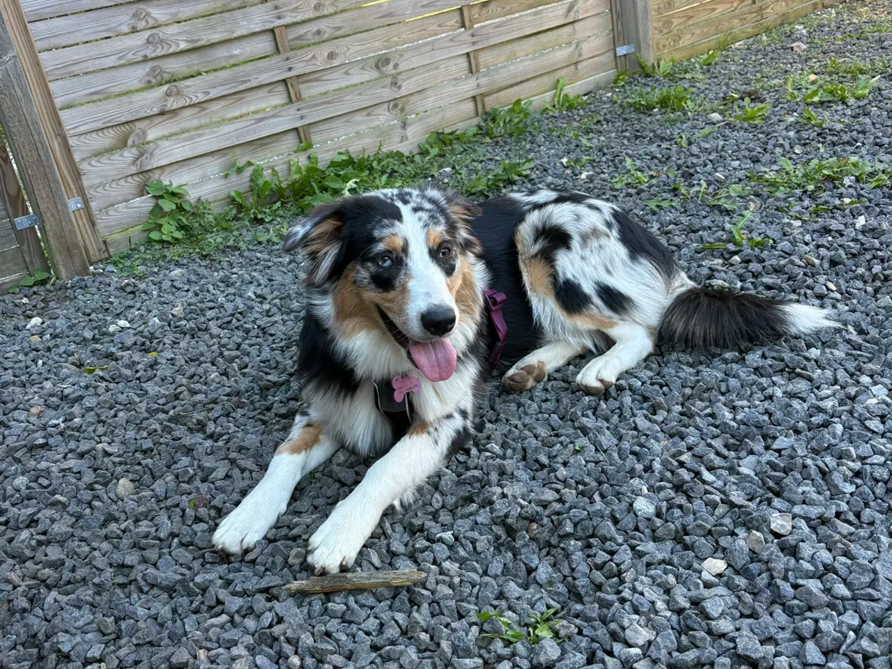 Billede 1 - Australian Sheperd
