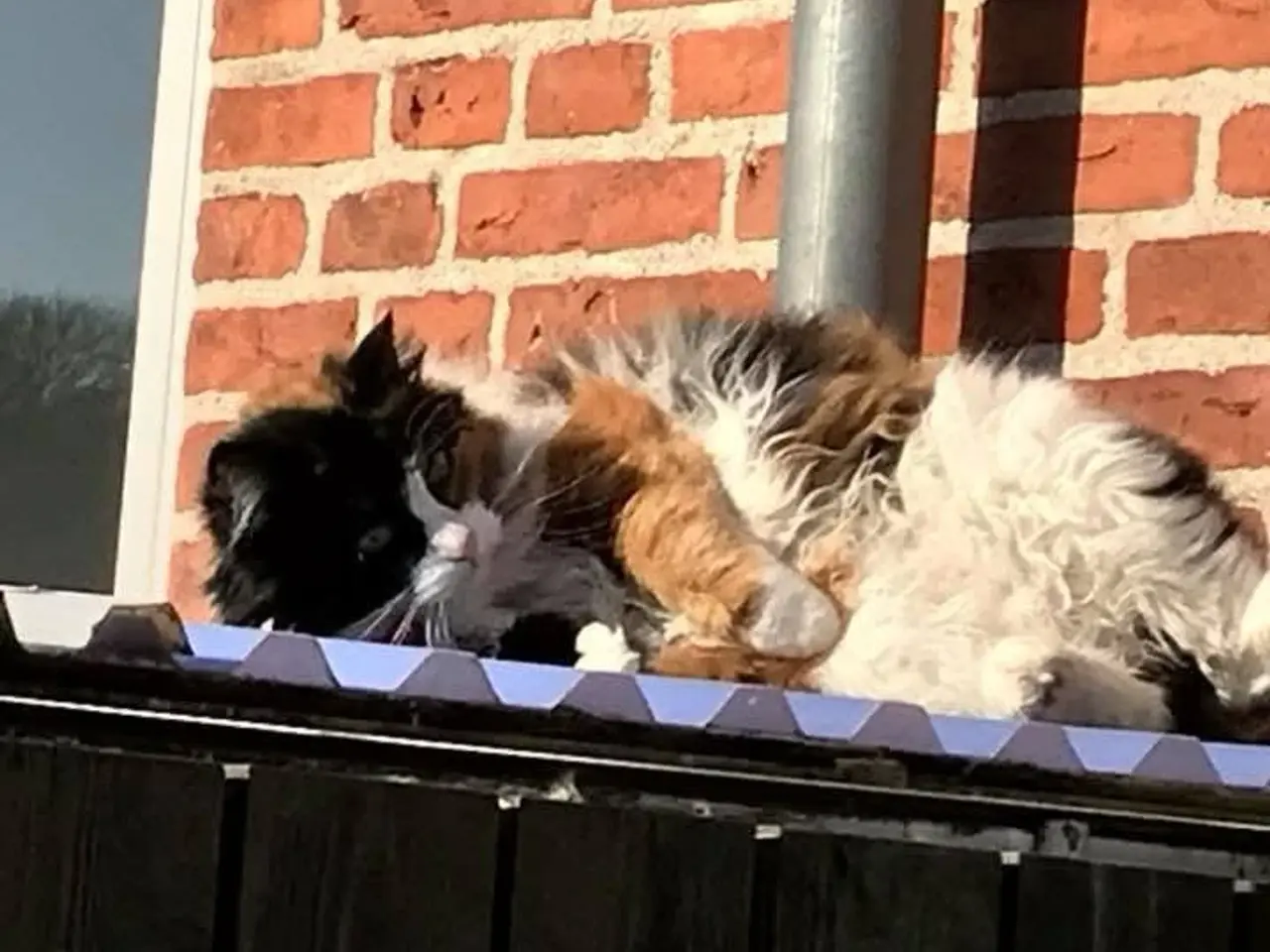 Billede 3 - Senior kat søger nyt hjem gratis