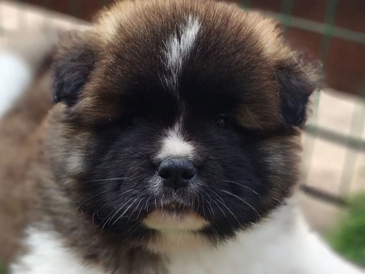 Billede 5 - American Akita hvalpe med DKK Plus Stambog!