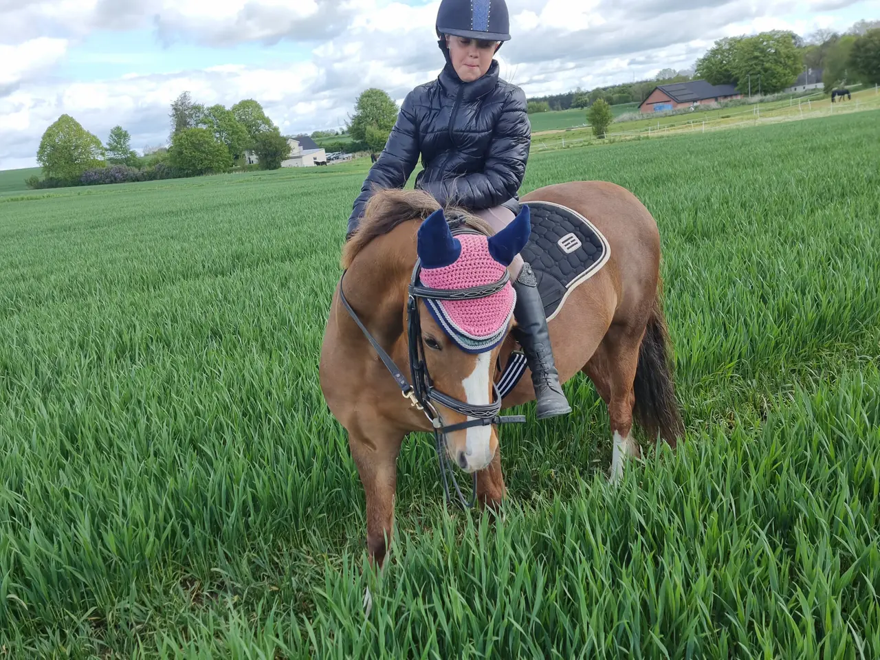Billede 1 - Welsh pony 9 år