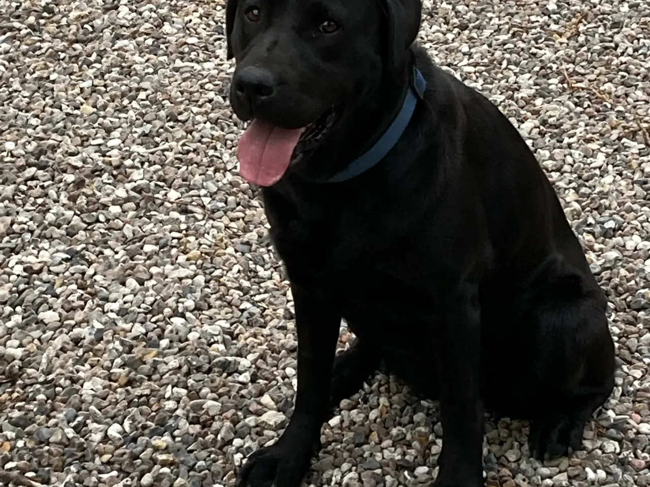 Billede 4 - Super søde labradorhvalpe.