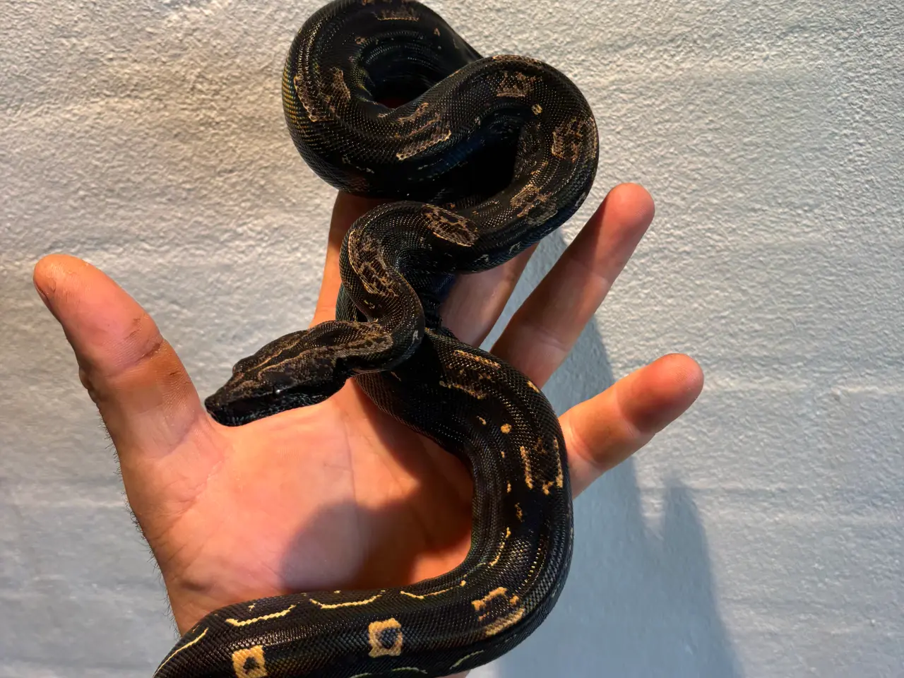 Billede 9 - Boa constrictor Keltic IMG poss Leopard Kahl A