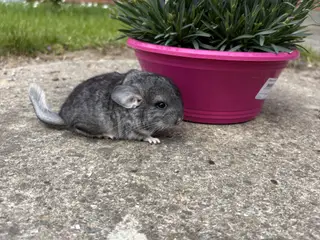 HAN standard chinchilla