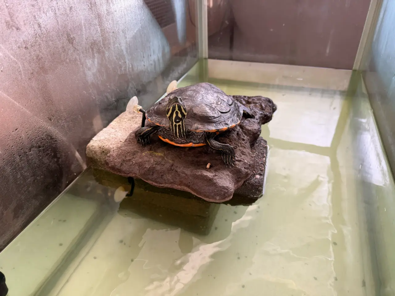 Billede 2 - Sump skildpadde