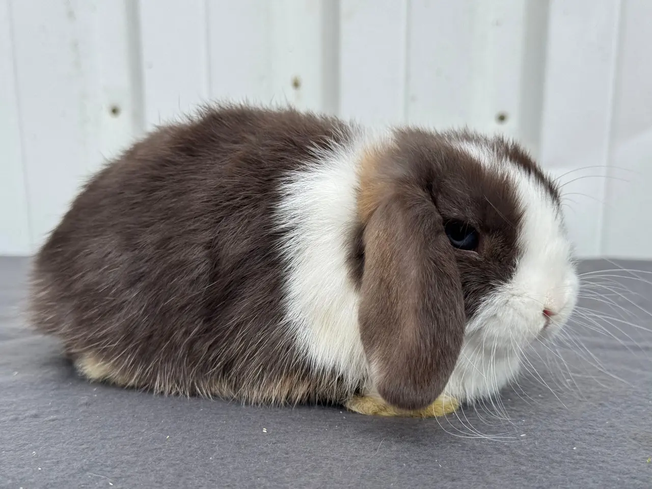 Billede 6 - Mini lop hankanin