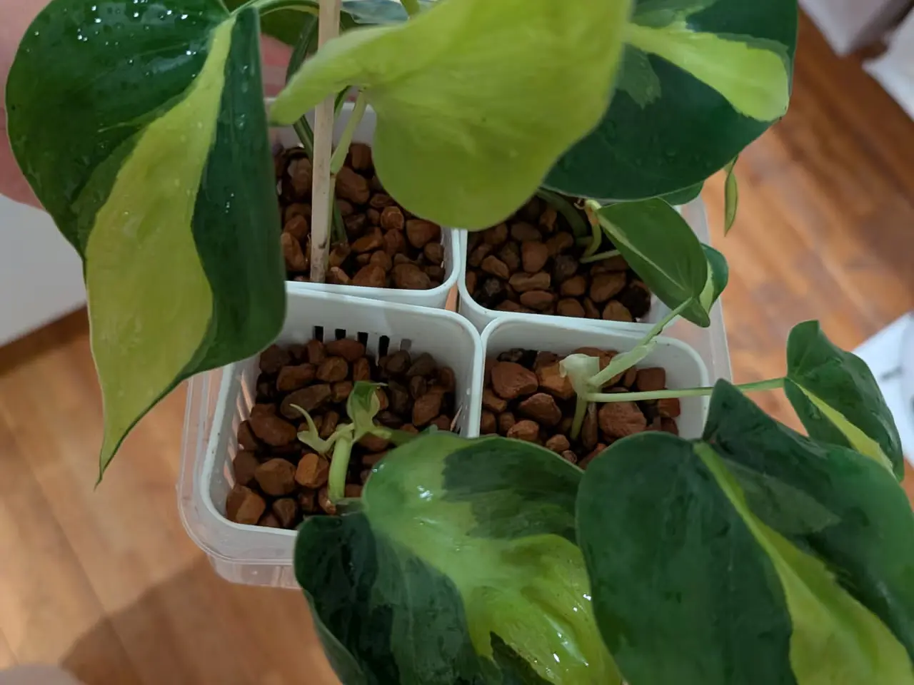Billede 1 - Philodendron Brasil stiklinger – sunde og velroded