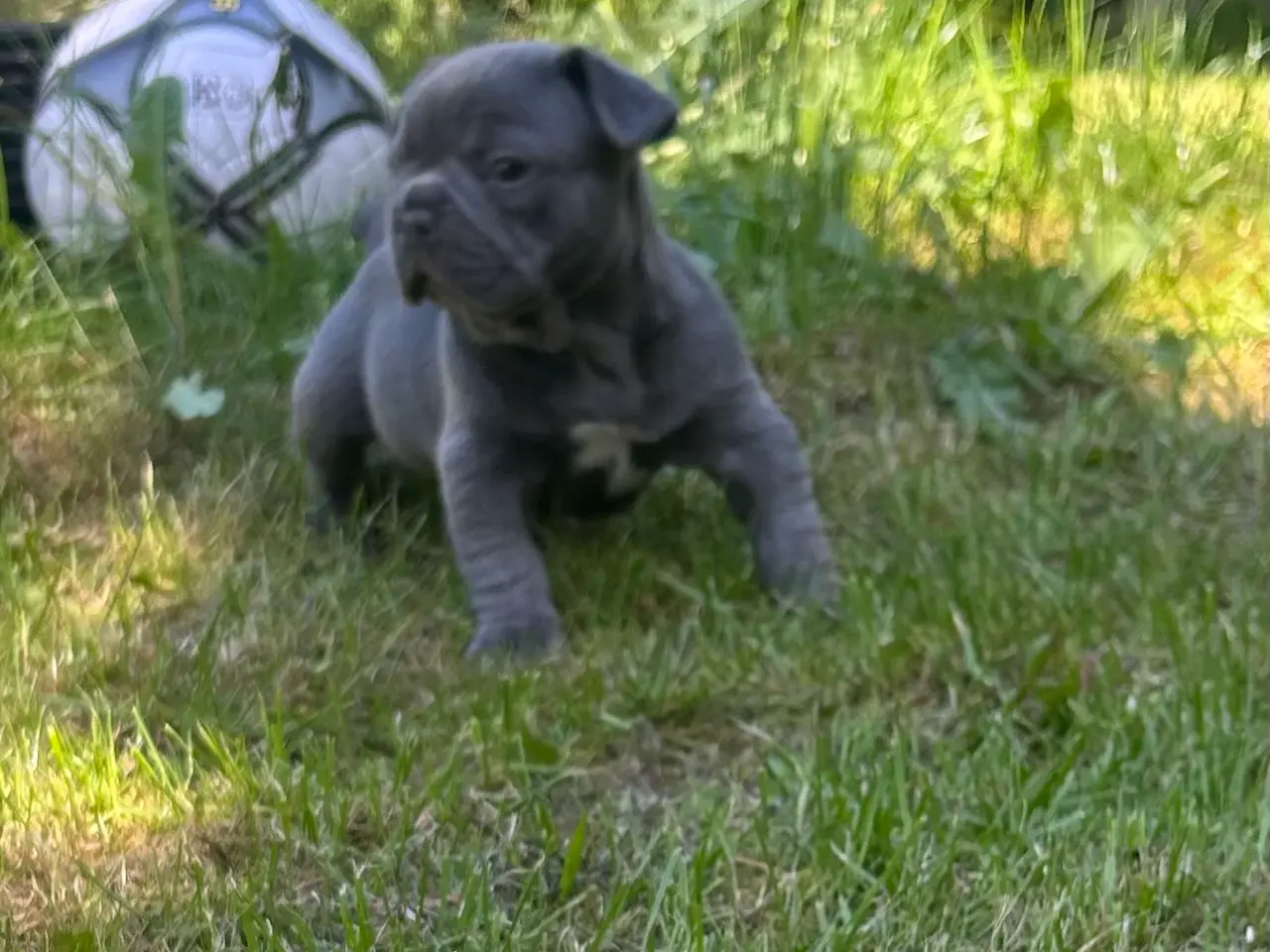 Billede 9 - Fransk bulldog blanding