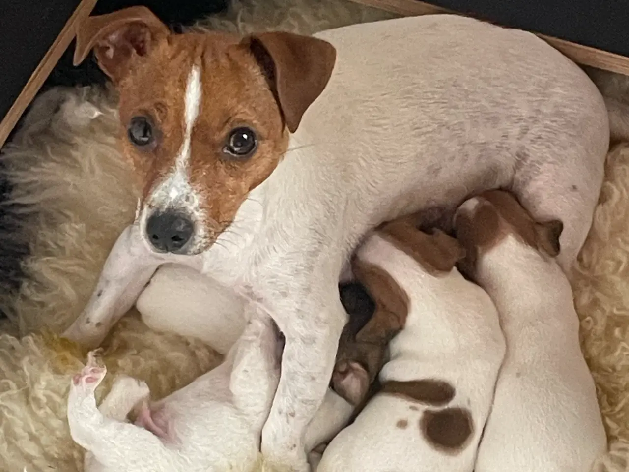 Billede 4 - Jack russel hvalpe