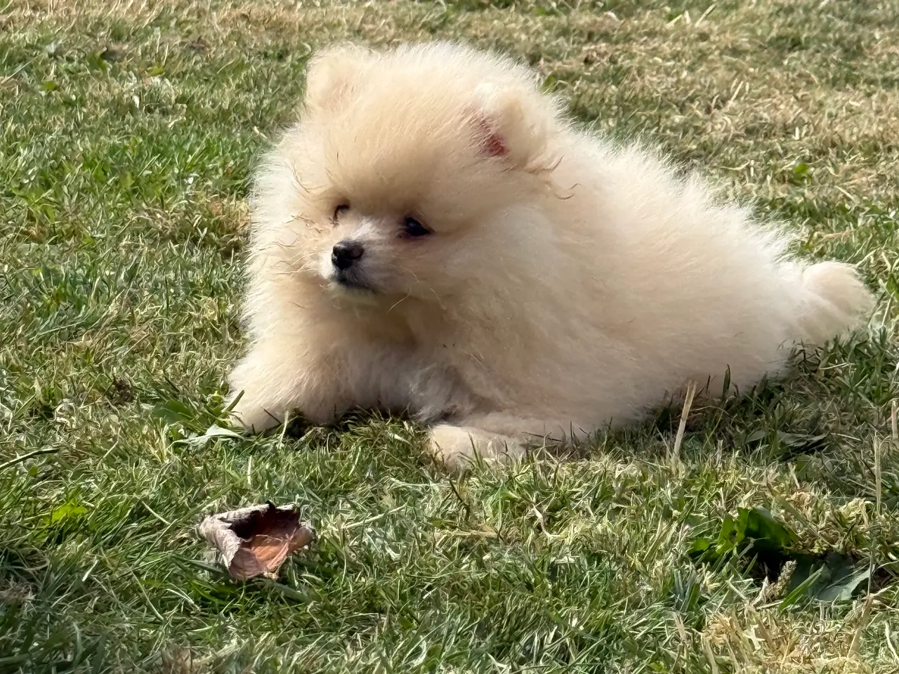Billede 1 - Pomeranian fluffy