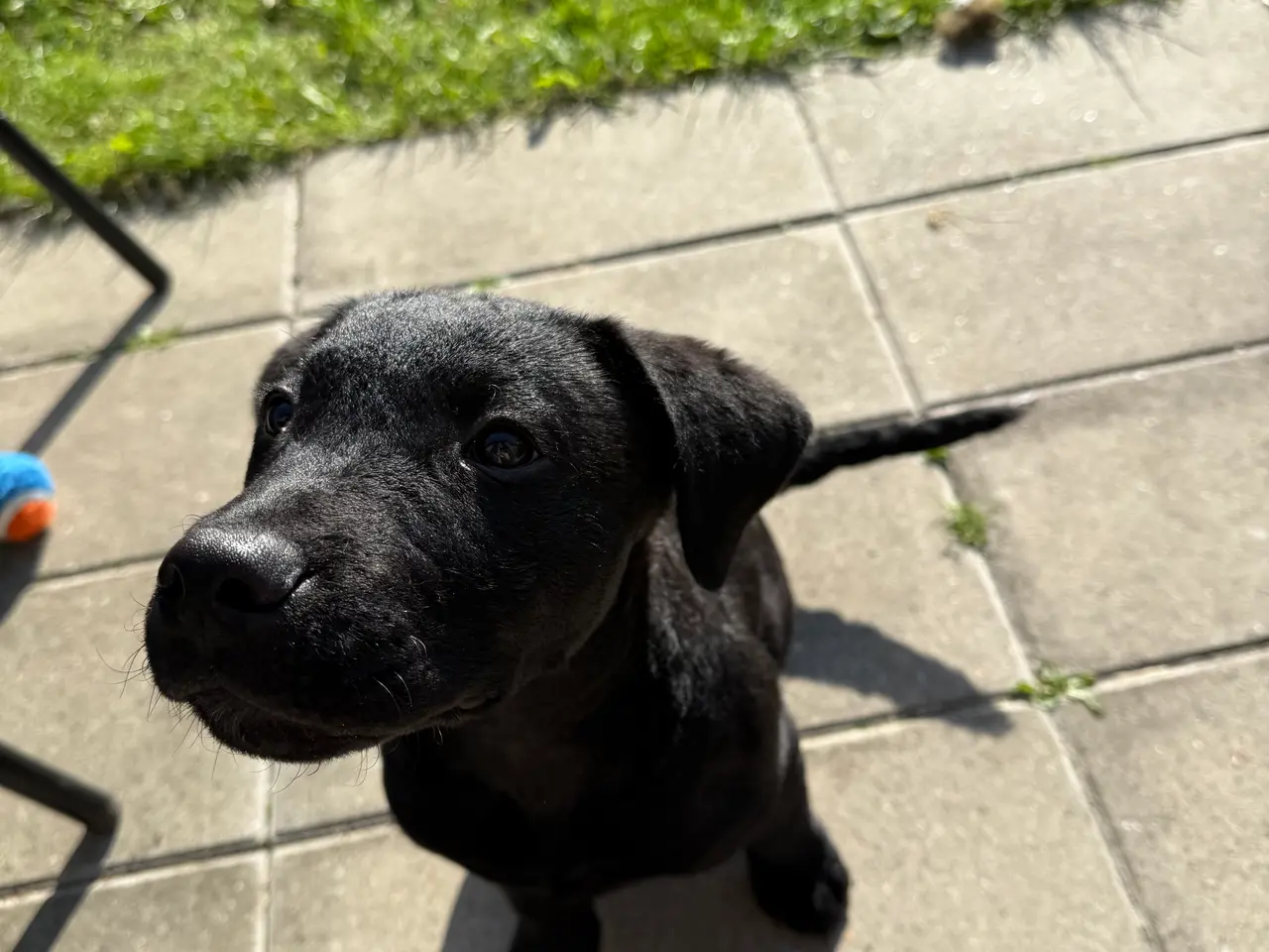 Billede 3 - Hundehvalp søger nyt hjem