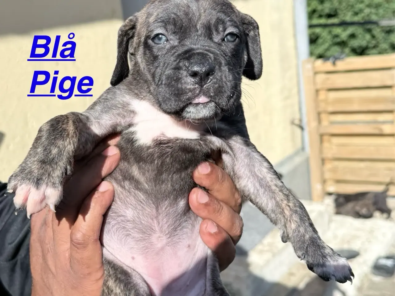 Billede 7 - Presa canario / Cane Corso hvalpe