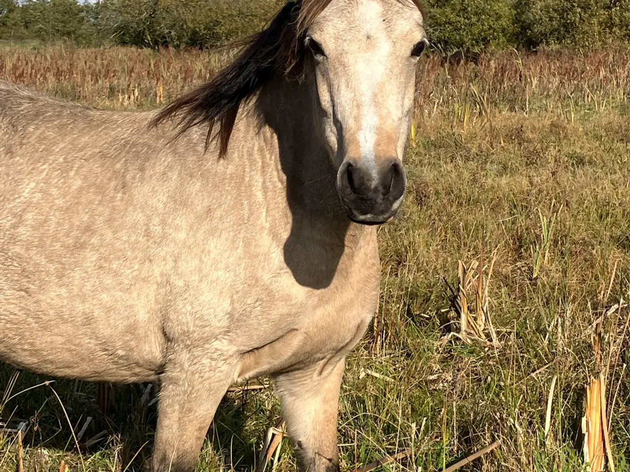 Billede 2 - Sød ponyhoppe, 6 år
