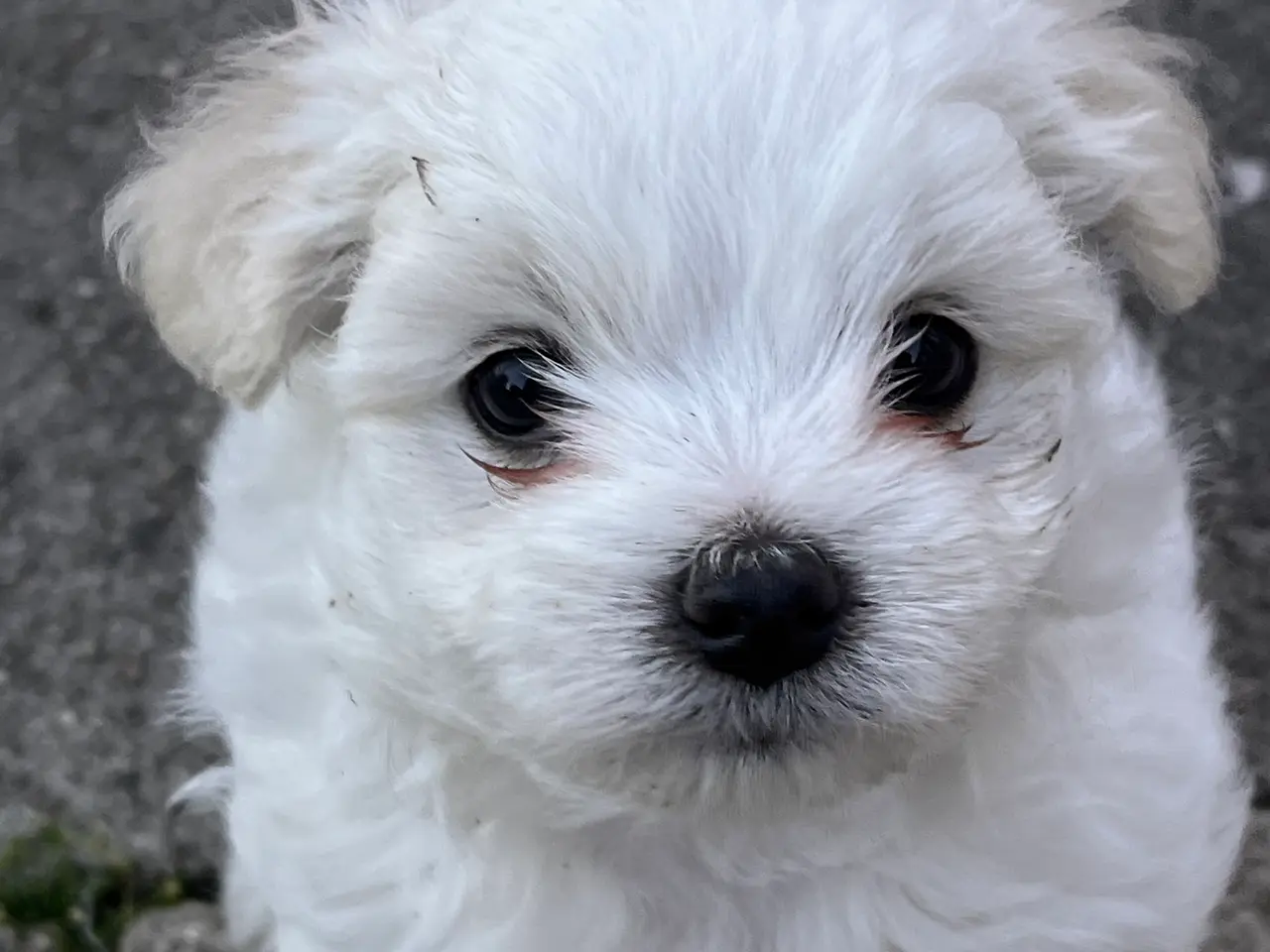 Billede 10 - 🐶 Små kælende Malitpoom 🐶 