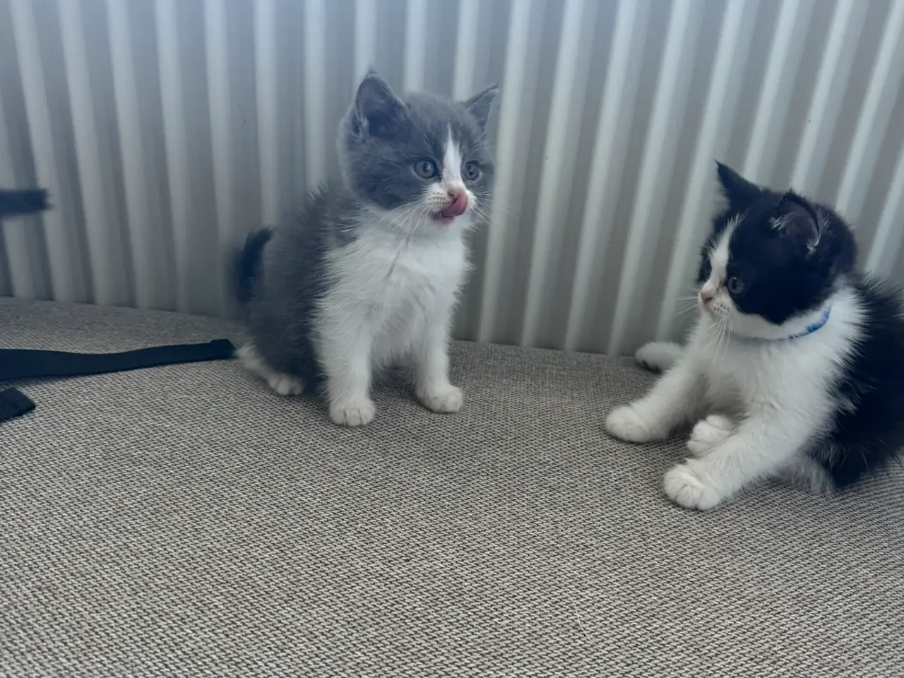 Billede 2 - British shorthair x ragdoll sælges