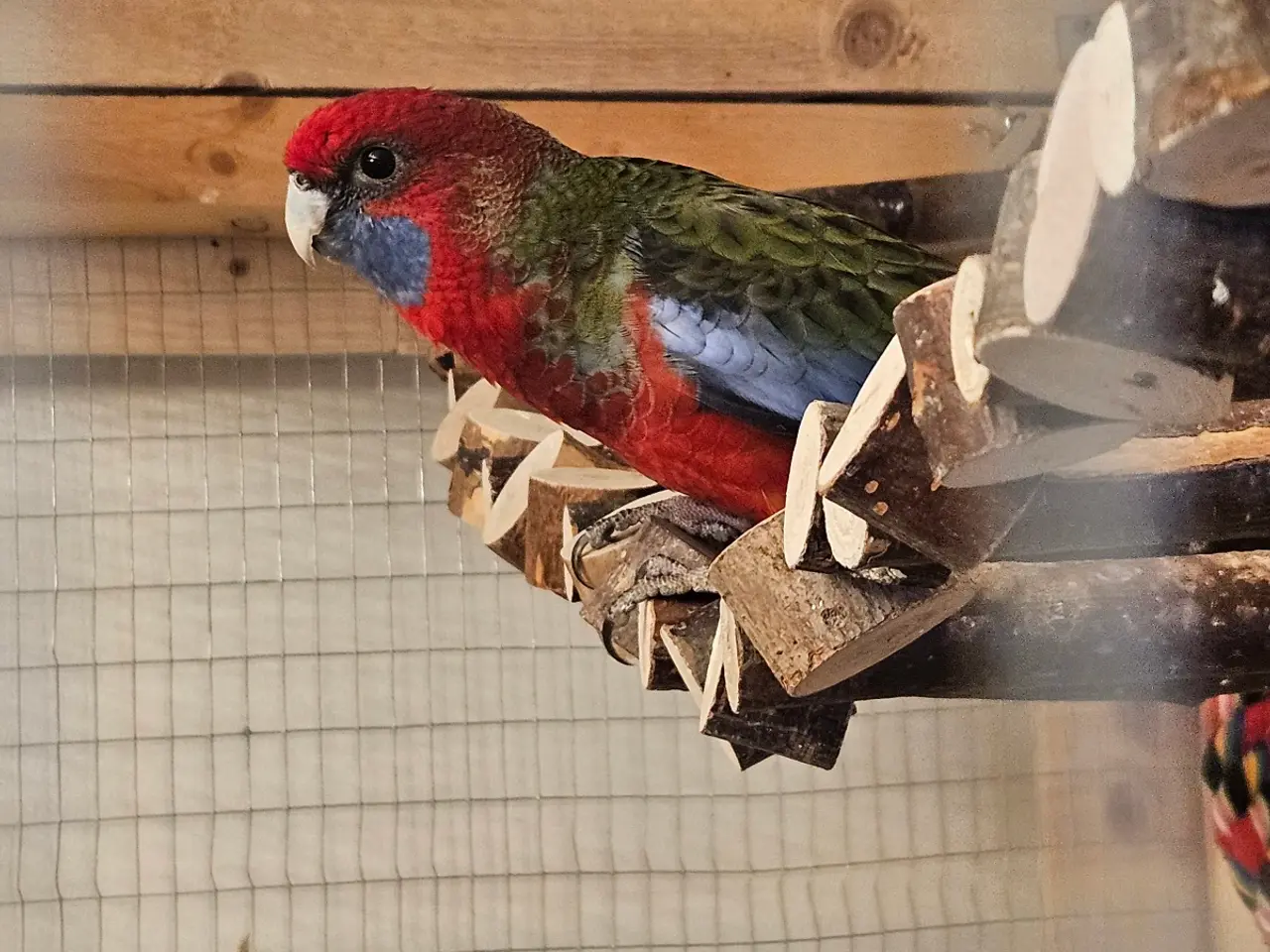 Billede 2 - Parkitter