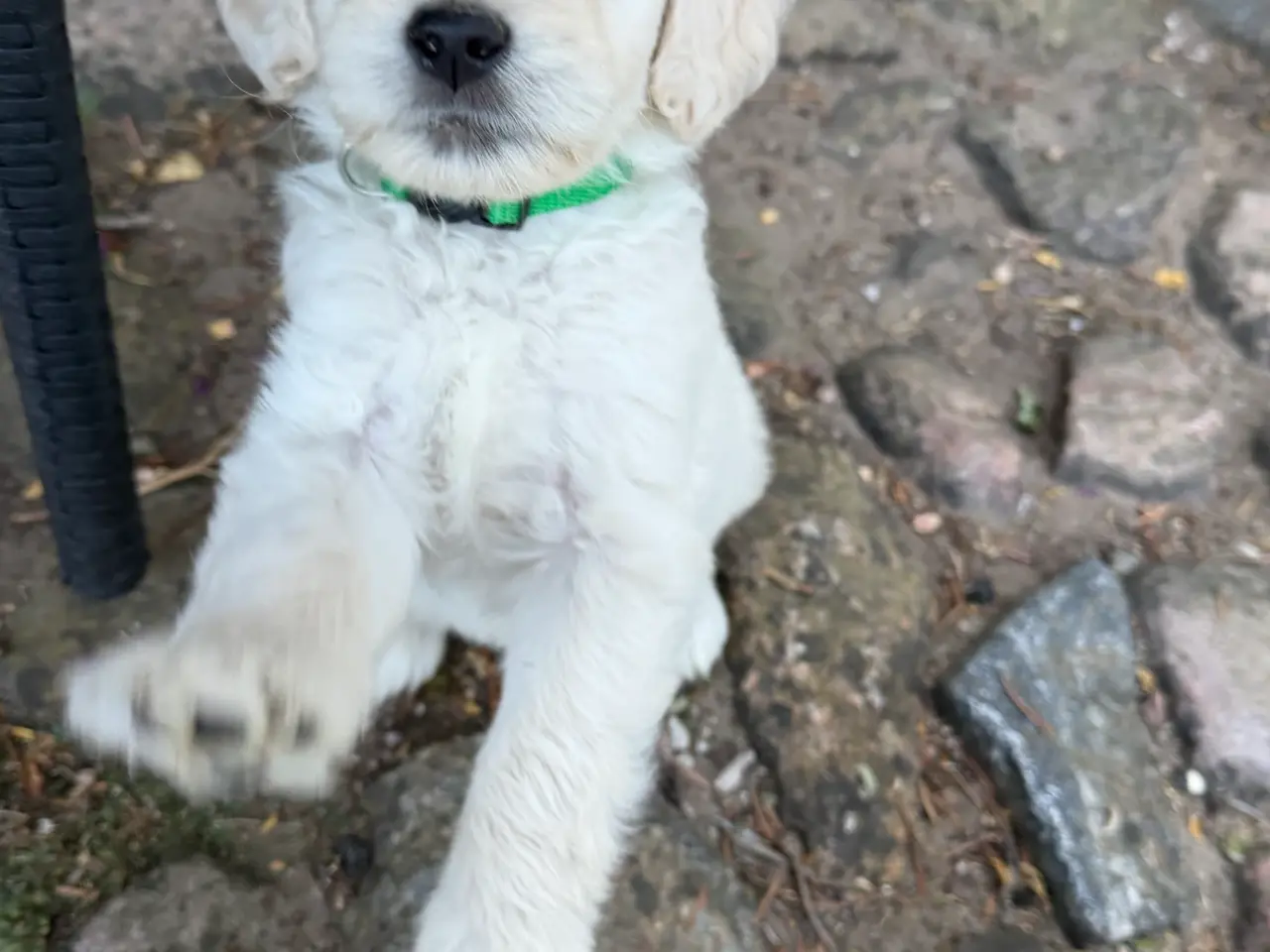 Billede 5 - Multigen Labradoodle - KUN Gunnar tilbage