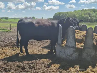 Angus køer sælges, stambogsførte