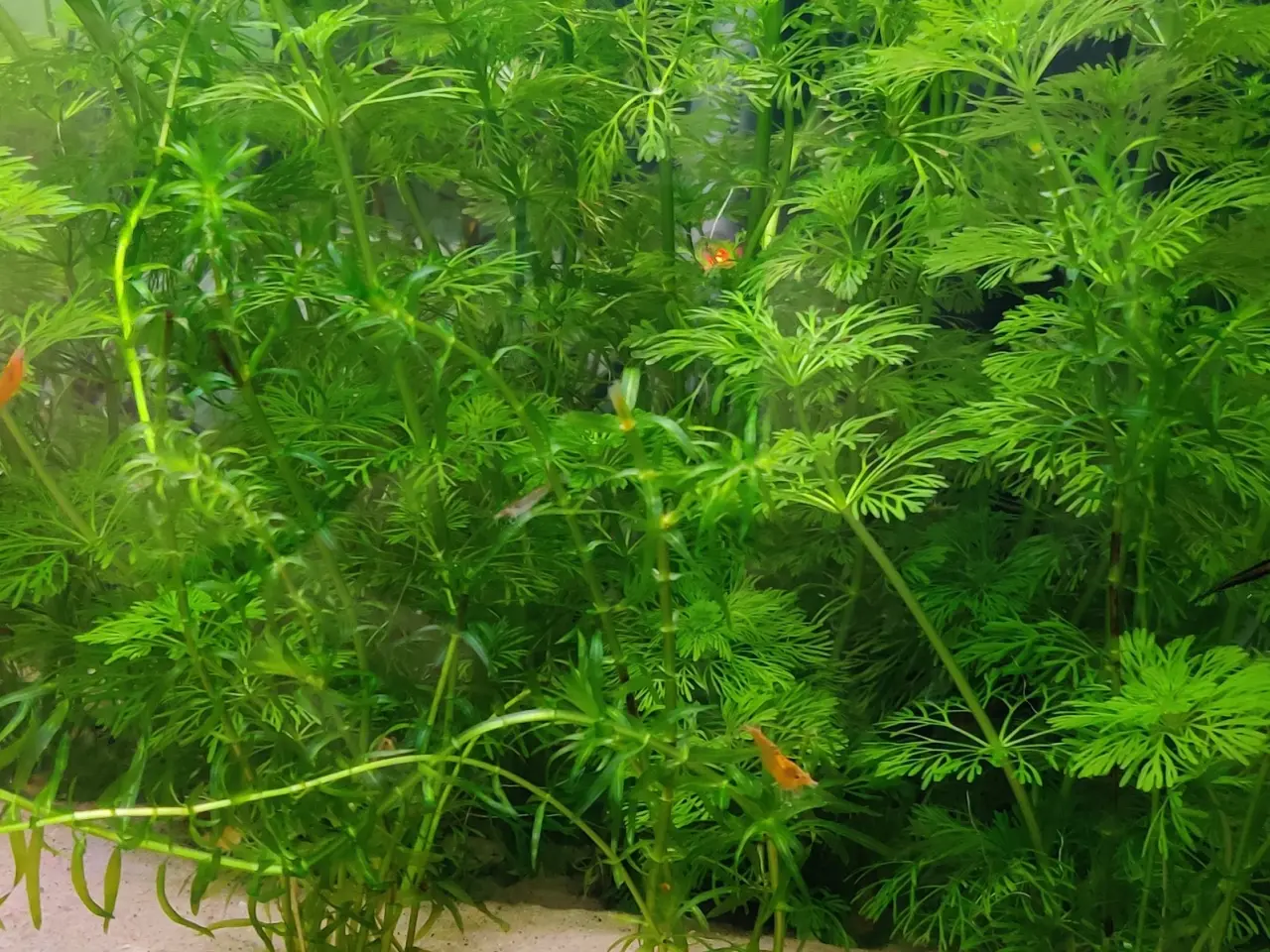 Billede 11 - Akvarie Planter mange slags