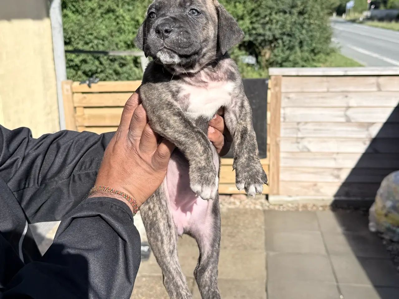 Billede 1 - Presa canario / Cane Corso hvalpe