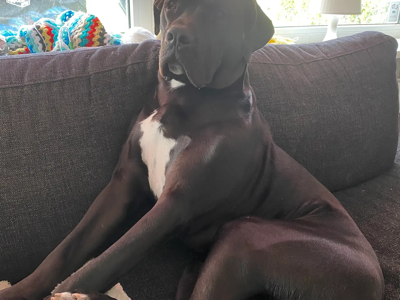 Billede 6 - Flot og kærlig Cane Corso søger ny familie / aktiv
