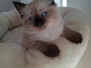 Ragdoll killing 🐾❤️