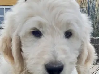 Golden DOODLE - 2 drenge-hvalpe