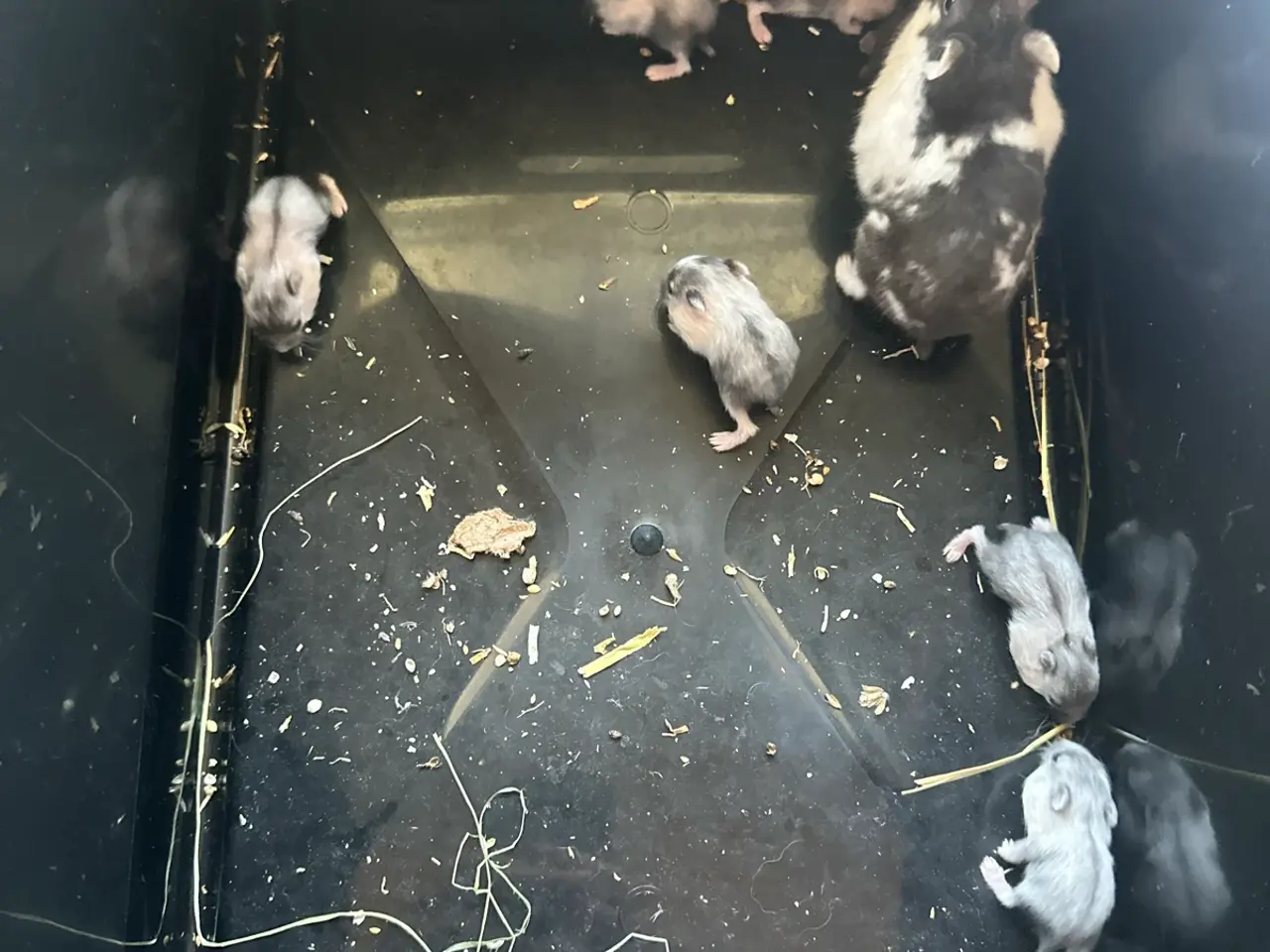 Billede 1 - Dværg hamster unger sælges 