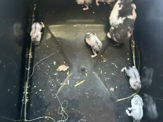 Dværg hamster unger sælges 