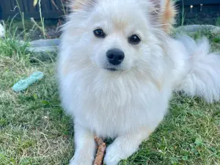 Flot Pomchi pige