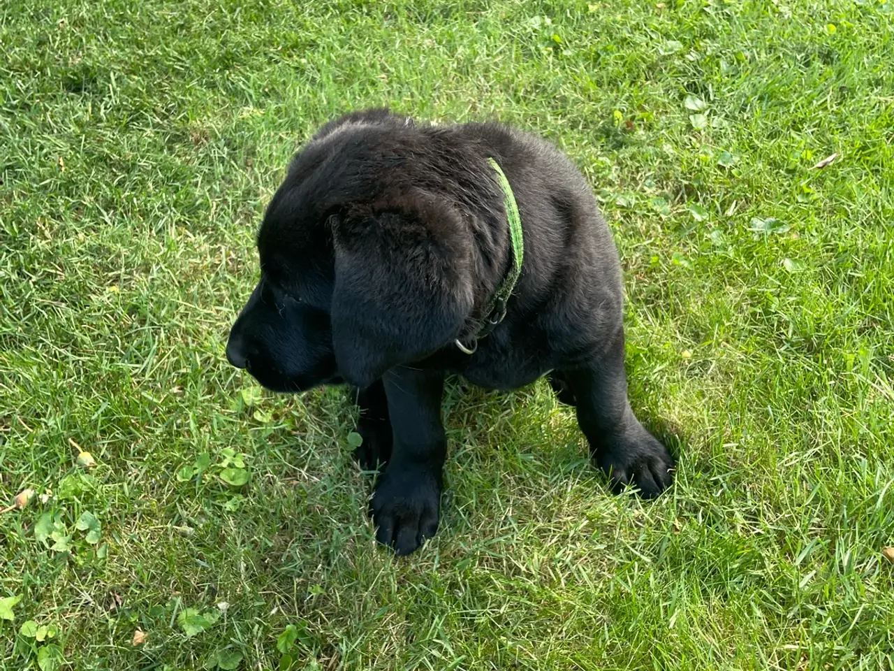 Billede 6 - Labrador hvalpe