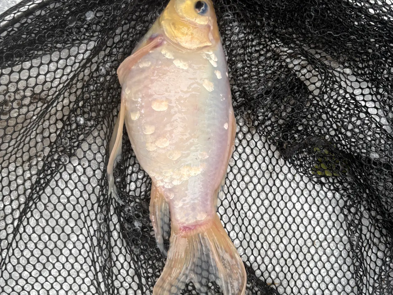 Billede 9 - Fisk / guldfisk 
