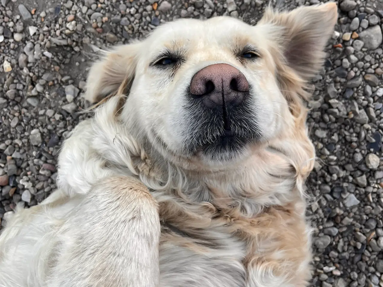 Billede 6 - Golden Retriever-hvalpe søger deres nye familier
