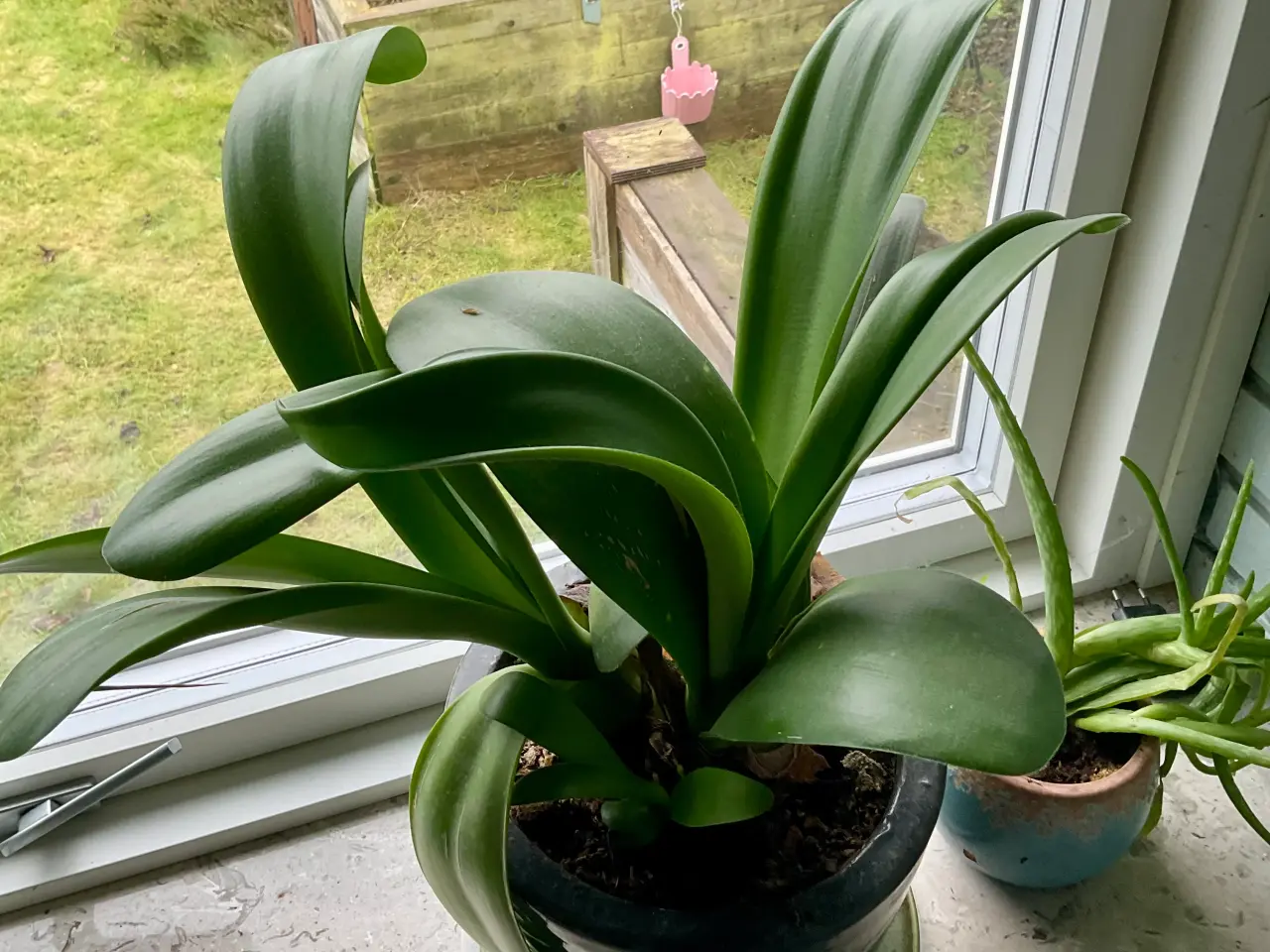 Billede 1 - Forskellige stueplanter