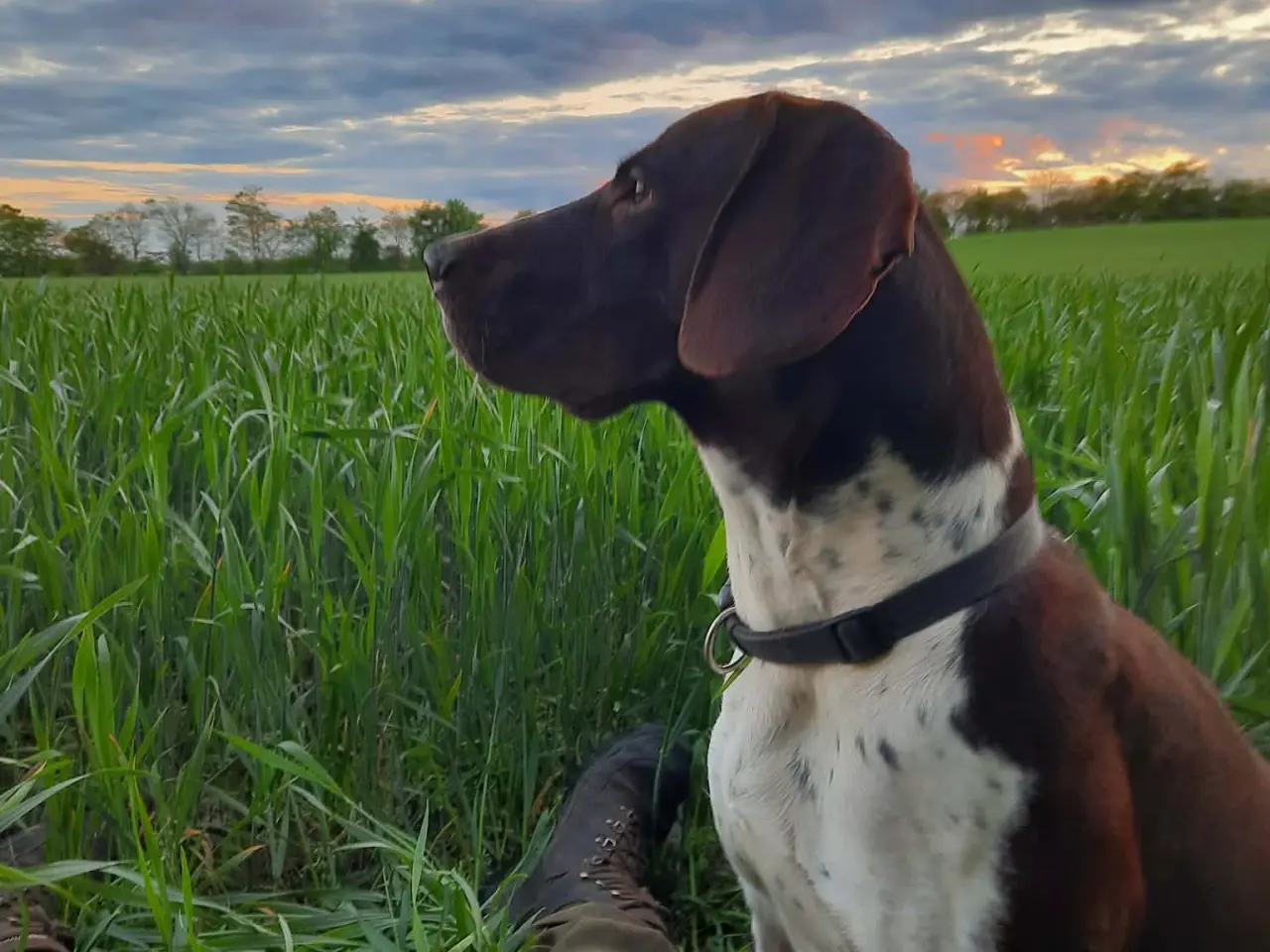 Billede 2 - Gammel Dansk Hønsehund hvalpe 