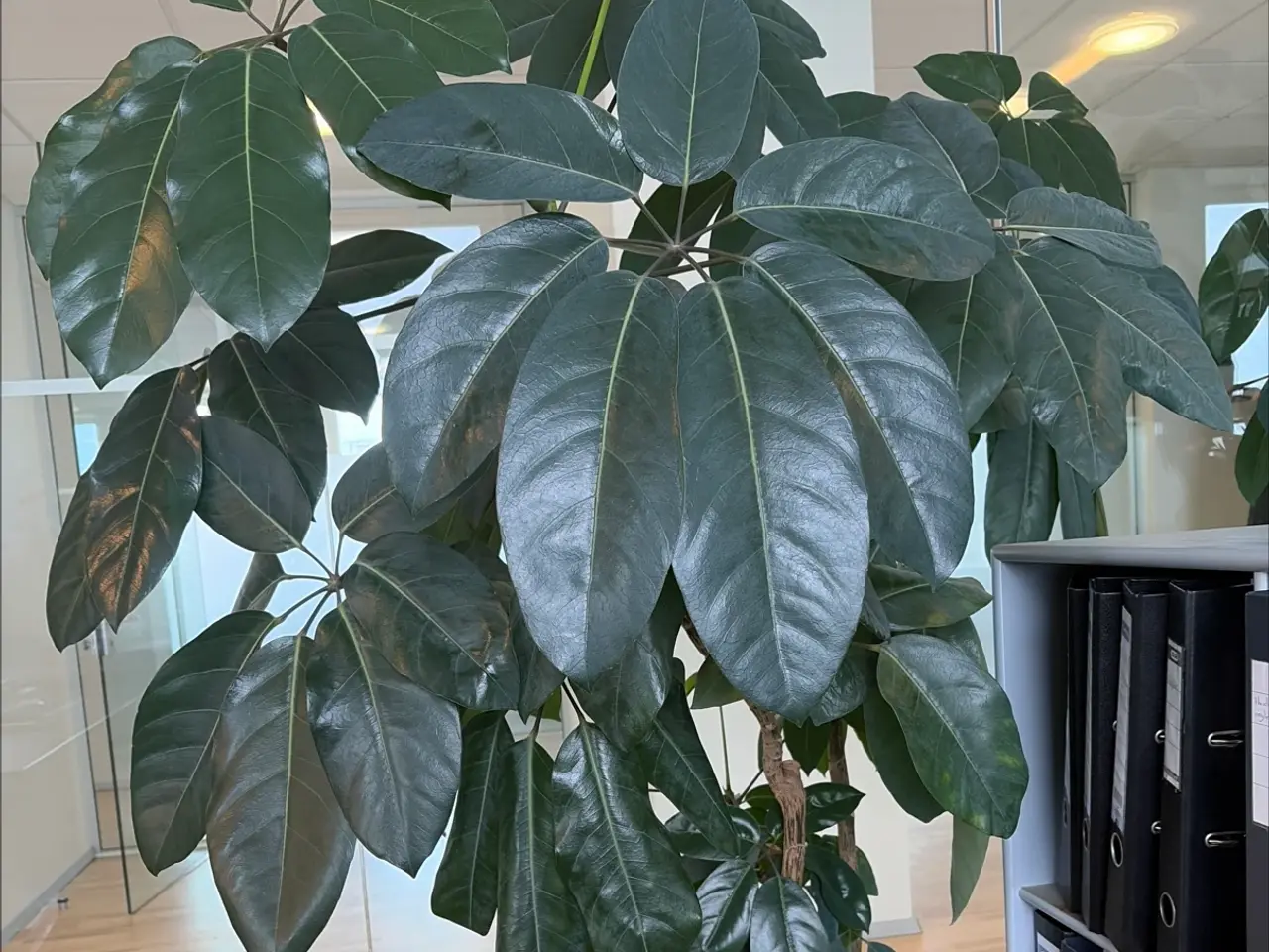 Billede 1 - Grøn plante i potte
