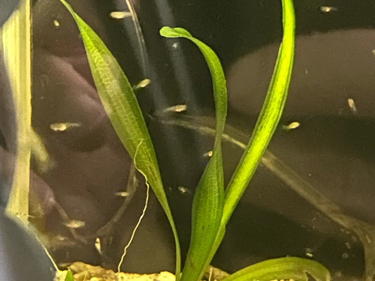 Billede 2 - 💙🐟 Blue Moscow Guppy Unger – Afhentning Viby J