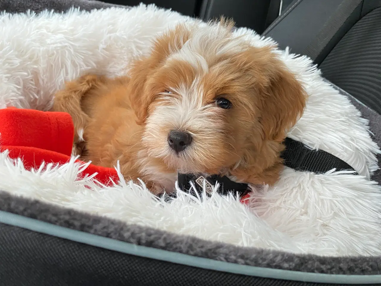 Billede 3 - Bichon Havanaise Han