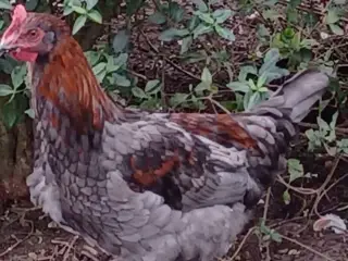 🐓🌞 En charmerende ungkarl søger nyt hønseliv!