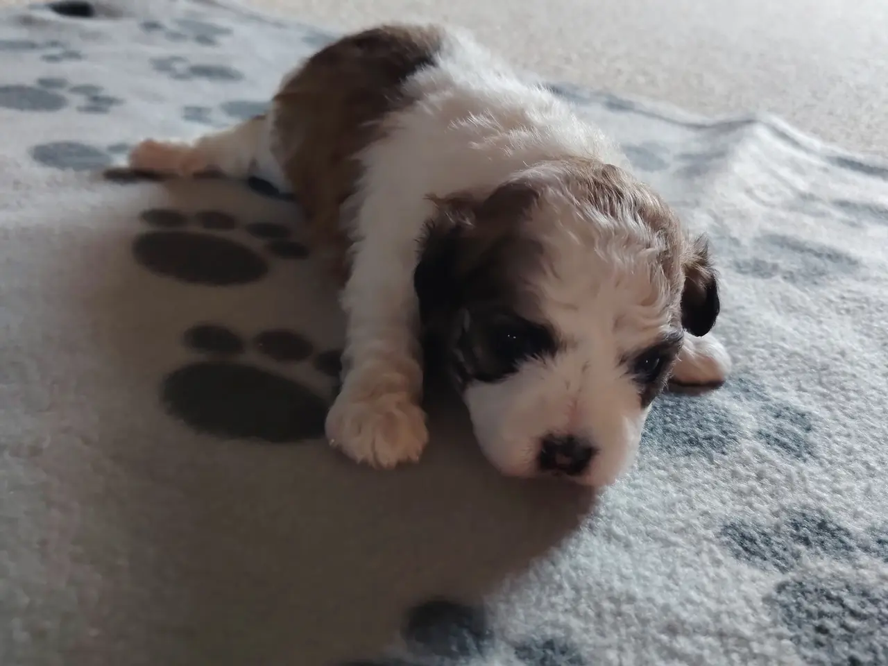 Billede 4 - bichon havanesse hvalpe