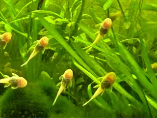 ❄️🐟 Snow White Ancistrus – flotte hvide maller