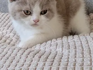 British shorthair hankiling - 4