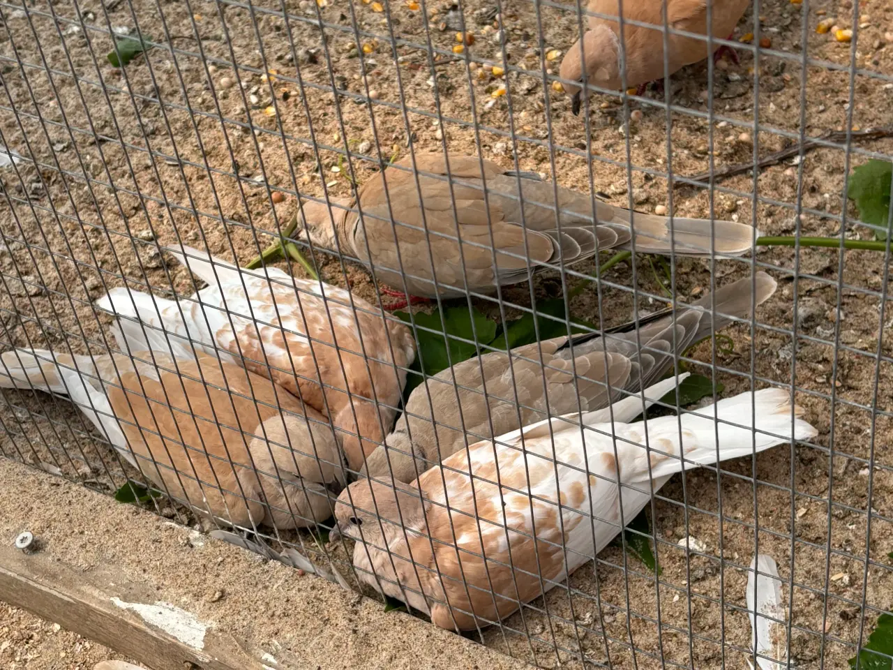 Billede 3 - Skoggerdue/Trylleduer (Ringneck Doves)