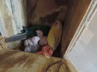 Conure unger til håndopmadning