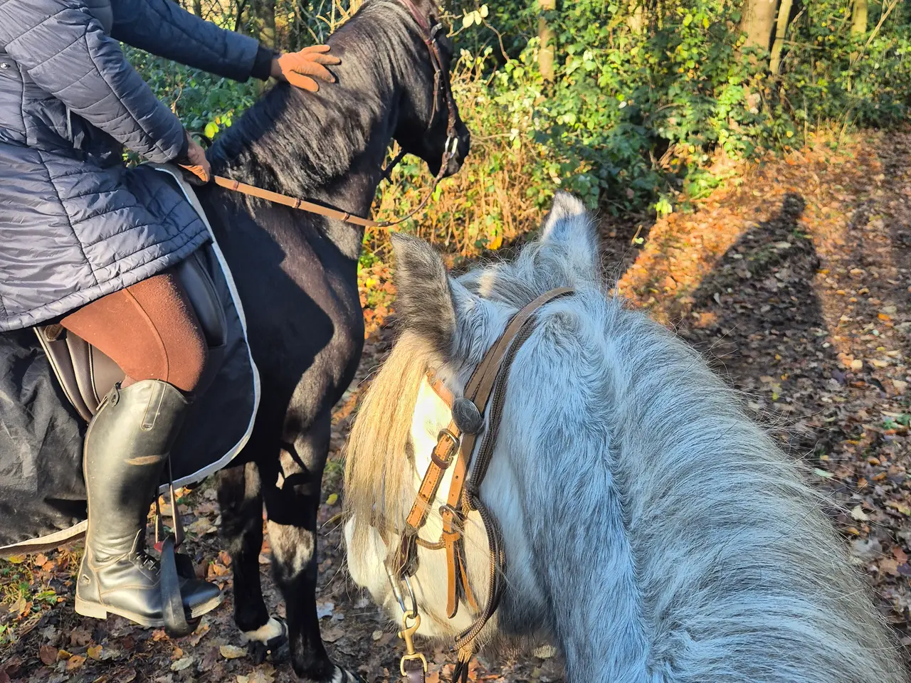 Billede 2 - Fellpony dreng 