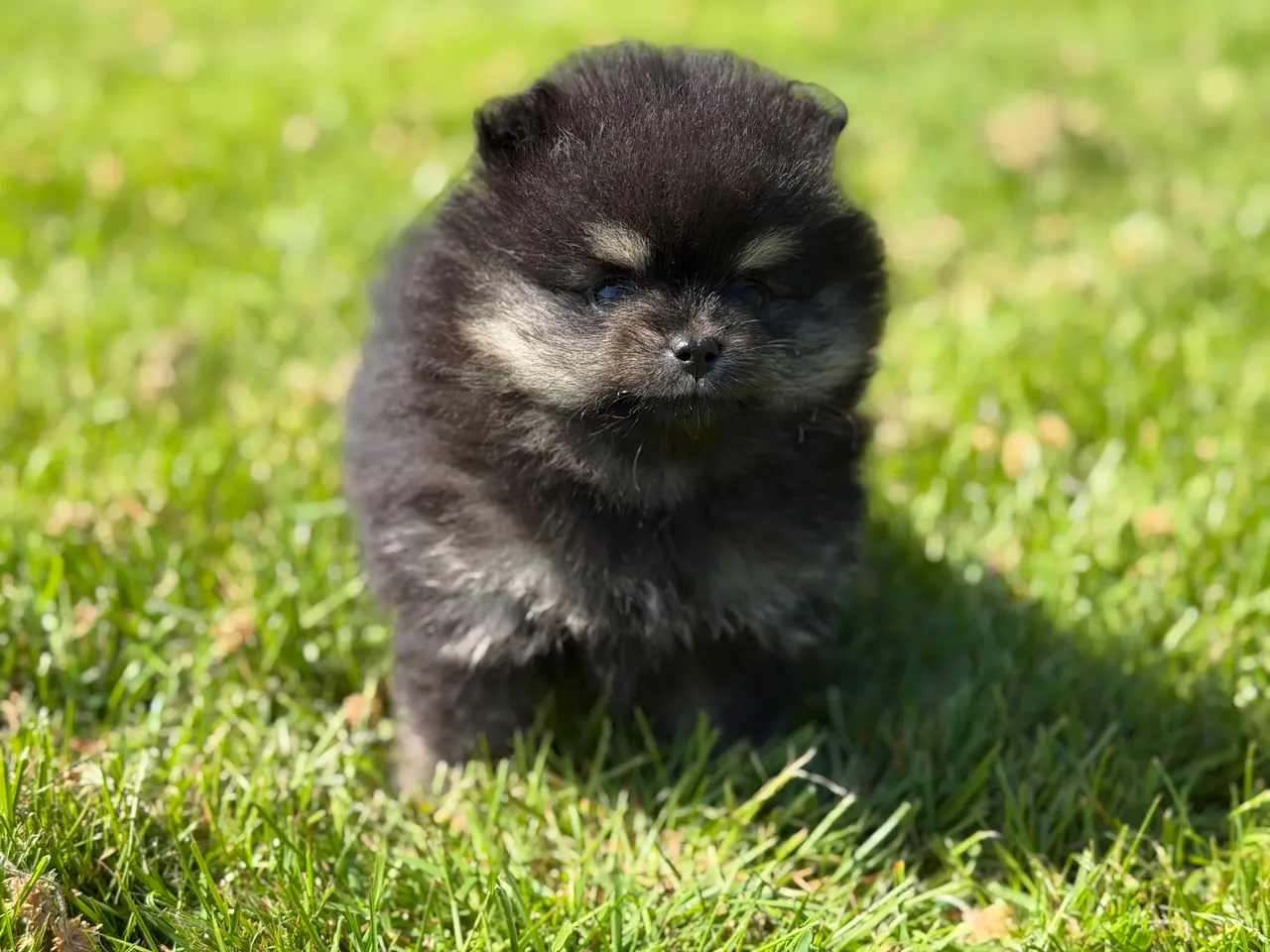 Billede 4 - Skønneste lille Pomeranian