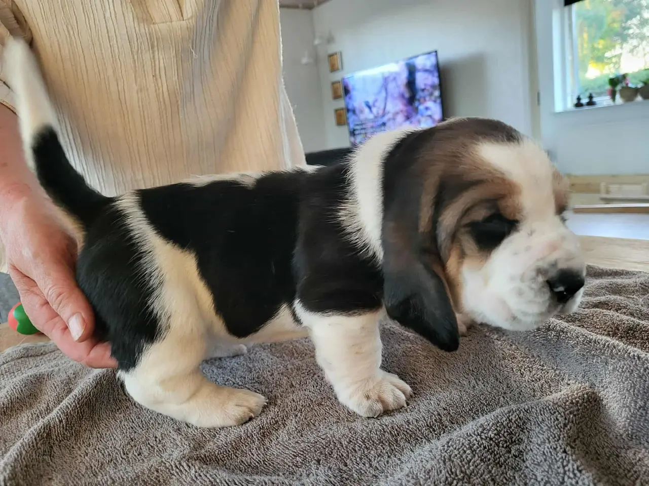 Billede 5 - Basset Hound Hvalpe