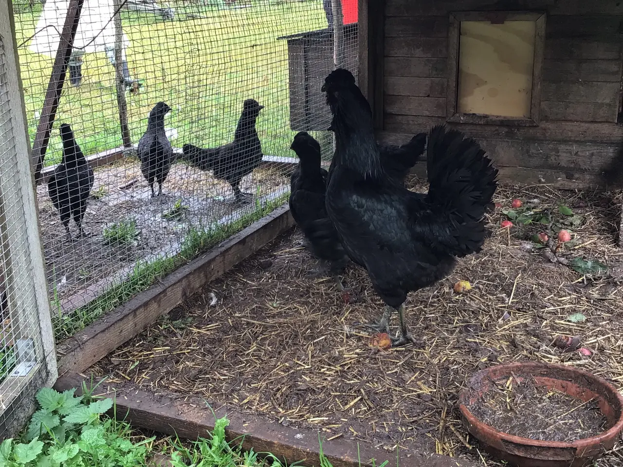 Billede 1 - Kyllinger fra sort araucana og grønlægger
